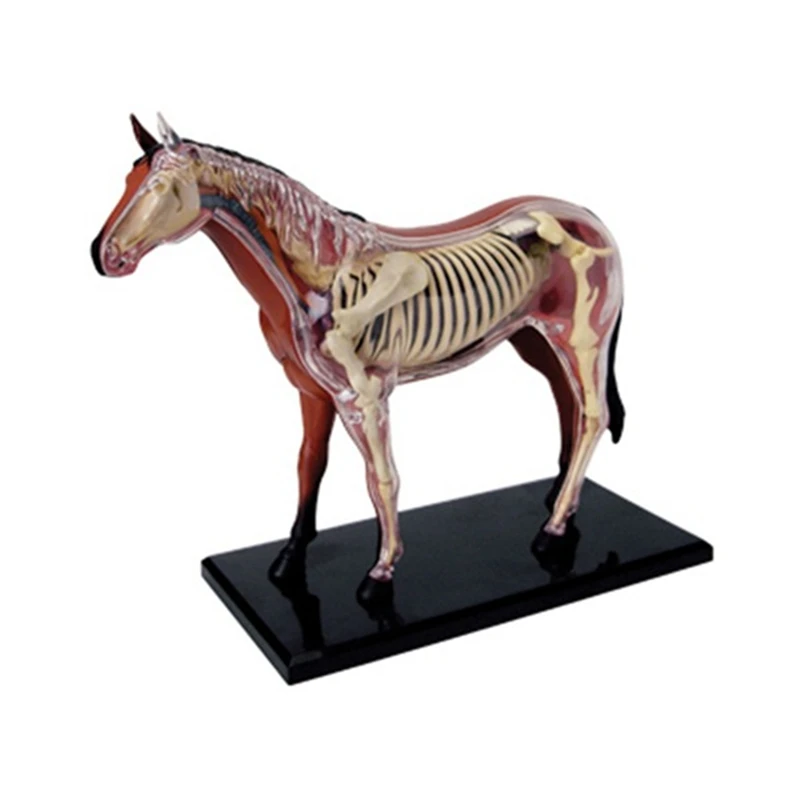 

Модель животного, модель 4D, лошадь, интеллектуальная сборная игрушка, обучающая анатомия, модель «сделай сам», популярная научная техника