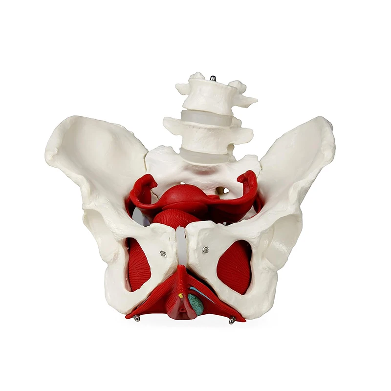 

Detachable Female Pelvis Muscle Anatomy Model Female Pelvic Structure Anatomical Medical Science Teaching Resources Tools