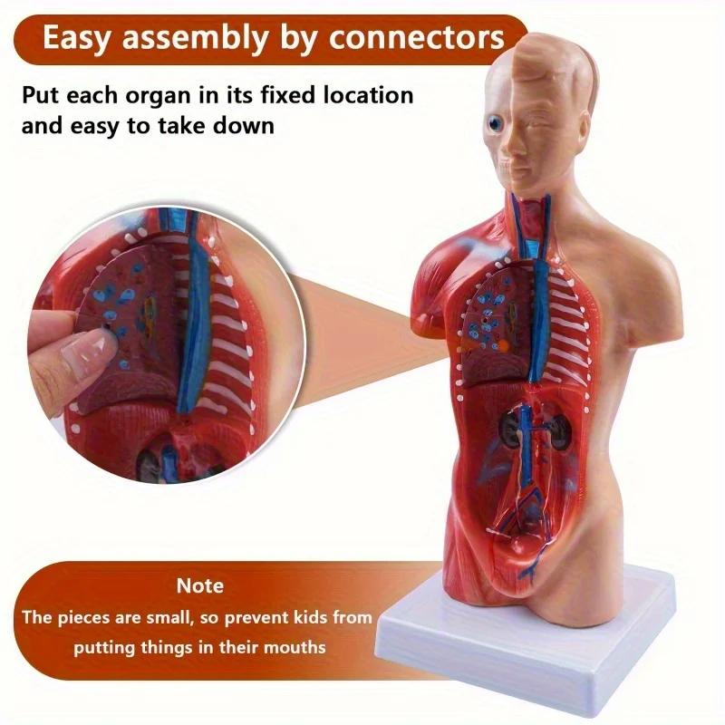 Detachable Human Organ Model 5