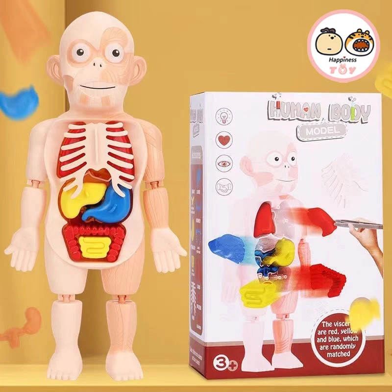 Children Human Organ Model Puzzle Toy 1