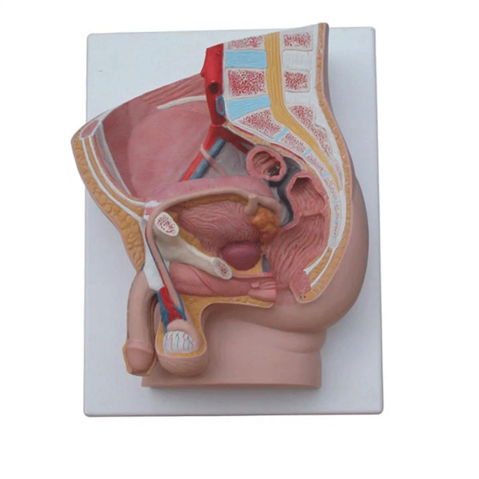 Genital Nullo