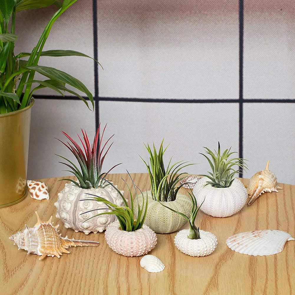 Natural Sea Urchin Shell for Decoration Conch Tillandsia Potted Plant Coquillage Home Decoration Accessories 5pcs/set natural shell ornaments