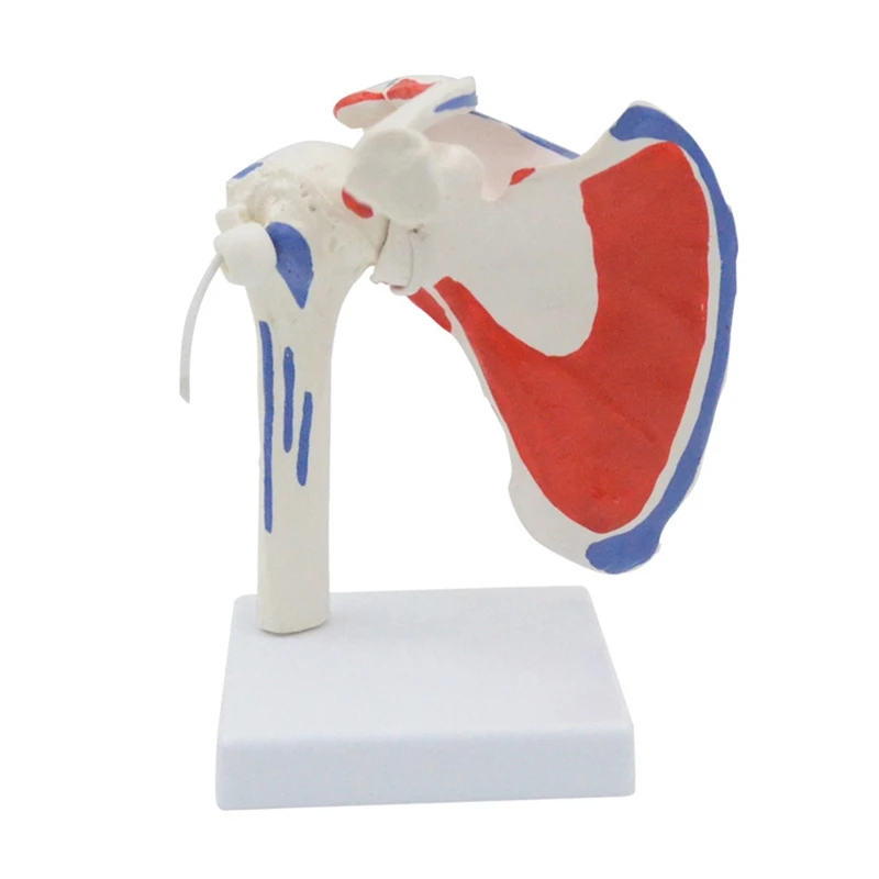 

Muscle Shoulder Model Human Anatomy Right Shoulder Joint Muscle Model Office And Classroom Anatomy Model PVC 1 PCS