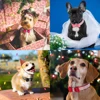 Bling Rhinestone Dog Collar Cute Bowknot Puppy Cat Collars Soft Padded Pet Necklace With Bowtie Warm For Small Dogs Chihuahua 6