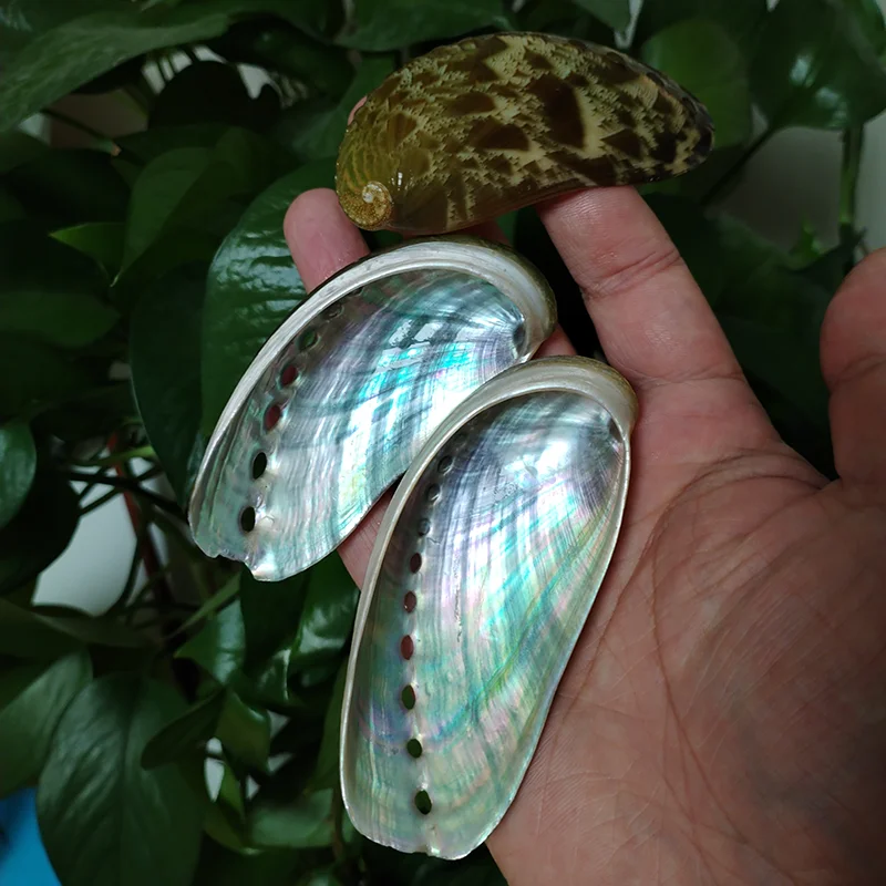 8 PCS Donkey Ear Abalone Shells Natural Haliotins Asinine Seashell DIY Crafts Arts and Home Decor (2 inches-4 inches) natural shell ornaments