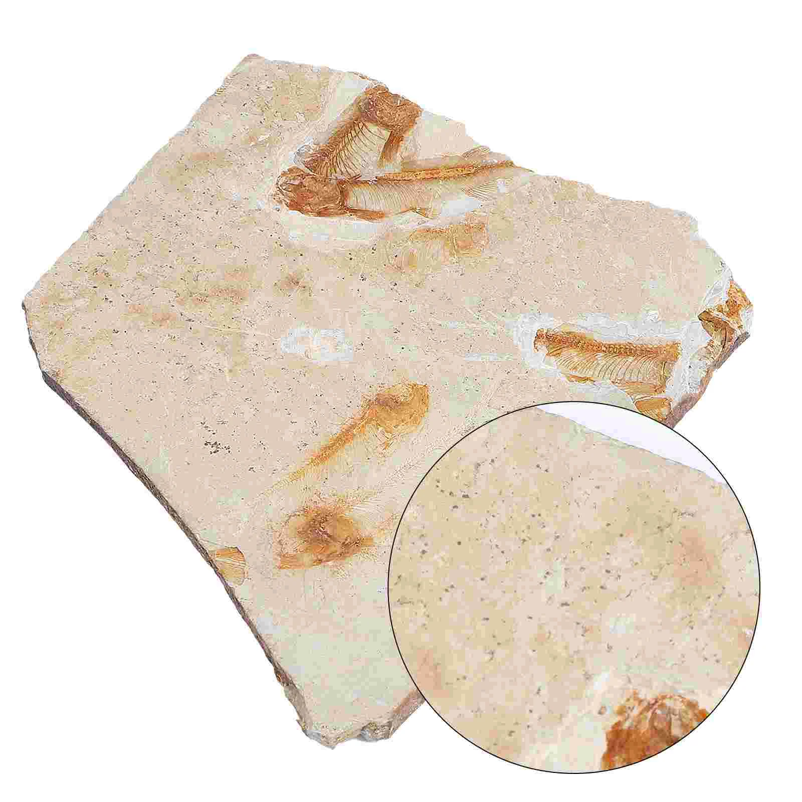 

Paleontology Teaching Props Fish Specimen Shell Samples Stones Ammonite Toy Ancient Specimens Science Learning Supply