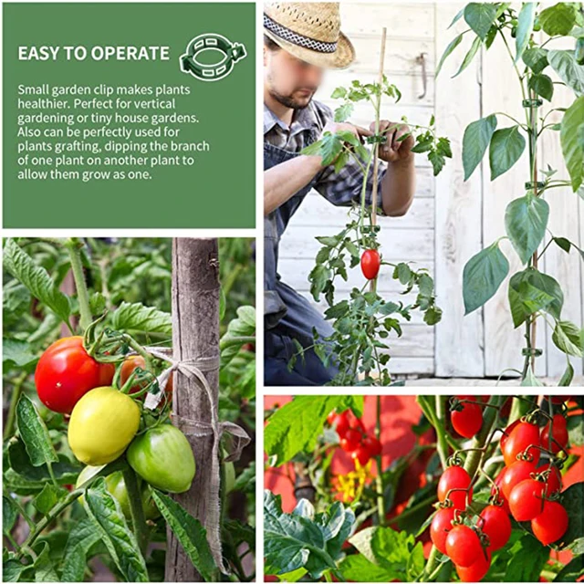 100 db Műanyag Növényi Klipek Támogatók Csatlakoztassa A Klipeket Csathorog Újrafelhasználható Tartó Oltó Rögzítő Szerszám Kertészkedés - Image 5