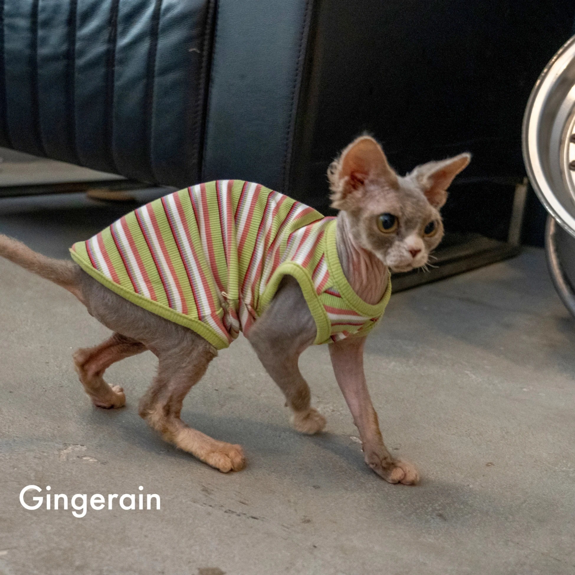 스핑크스 고양이 의류를위한 봄 여름 티셔츠 남성 고양이를위한 부드러운 반팔 줄무늬 조끼 Devon Rex 용 Elestic Coat