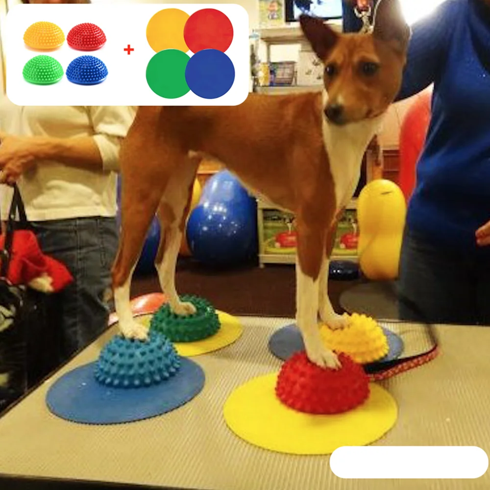 반려견 두리안 공 반구 감각 신경 균형 근육 위축 수술 무릎 슬개골 요추 척추 개 민첩성 훈련  Best Top5