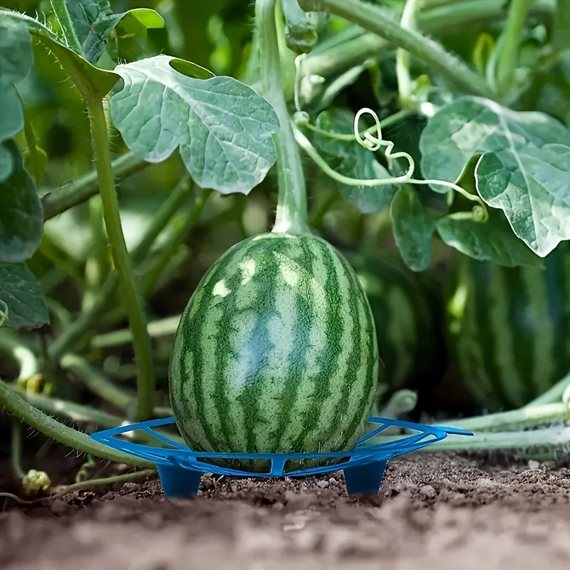 Description Picture 4 of item10/5pcs Durable Blue Plastic Watermelon Support Trays - Anti-Rot, Sturdy Design for Garden & Farm Fruit Display, Ideal for Melon