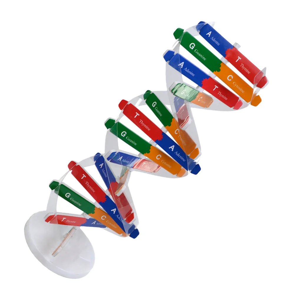 

Toys Dna Double Helix Biology Teaching Aids Science Kit Kids Assembly Build Children Model for Self-Assembling