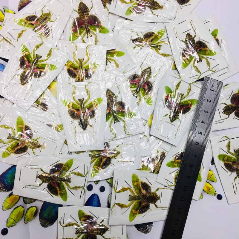 Creobroter Gemmatus Real Insect Specimen Mantis Beetle Collection DIY Crafts Home Decoration Home Decoration Accessories 5