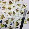 Creobroter Gemmatus Real Insect Specimen Mantis Beetle Collection DIY Crafts Home Decoration Home Decoration Accessories 5