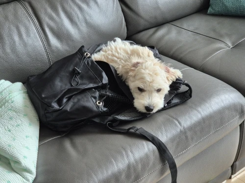 Hiking Dog Carrier Travel Backpack | Small Dog Sling & Rucksack photo review