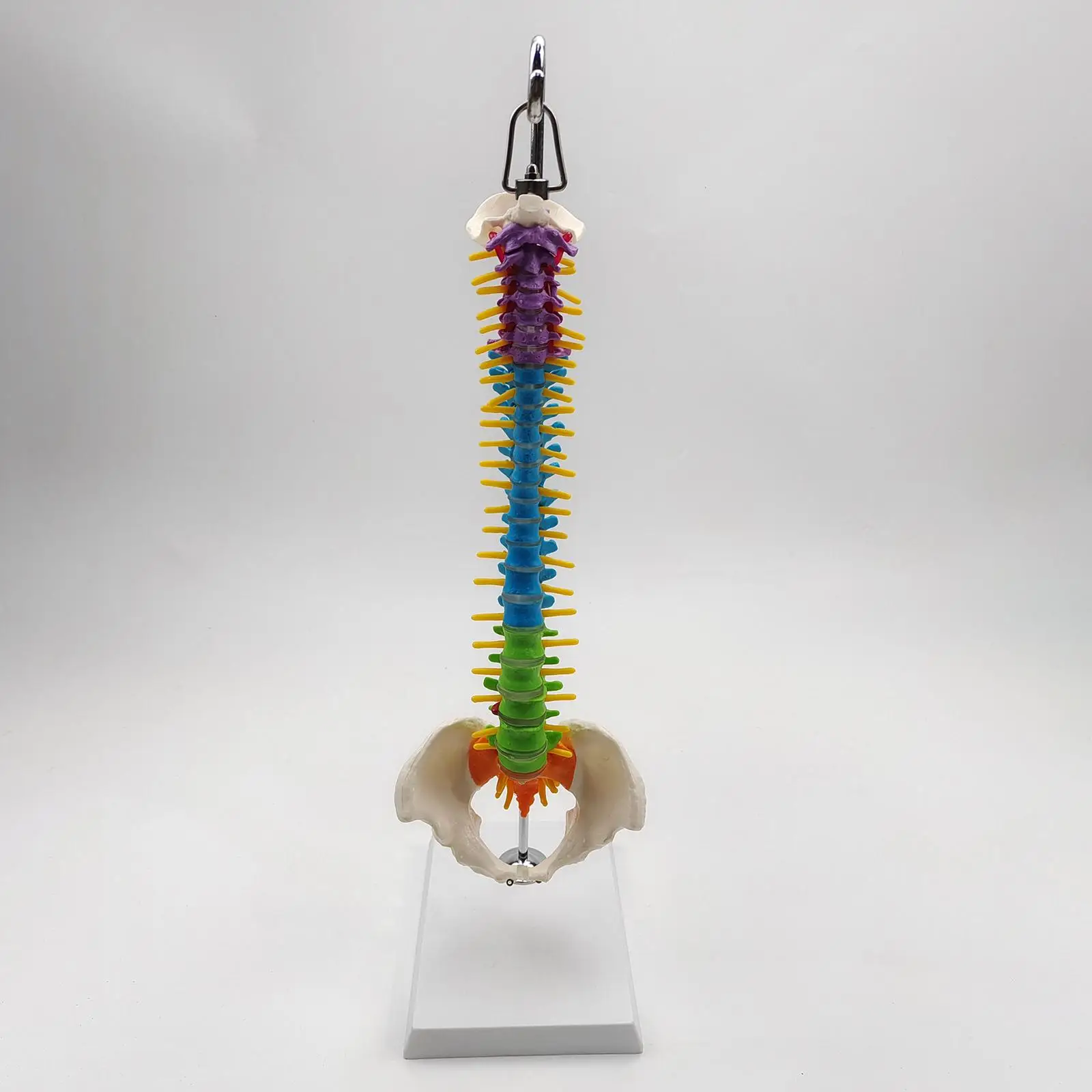 Life Size Flexible Spine Model with Vertebrae, Nerves, Arteries, Pelvis Column for Teaching Aid Biology Class