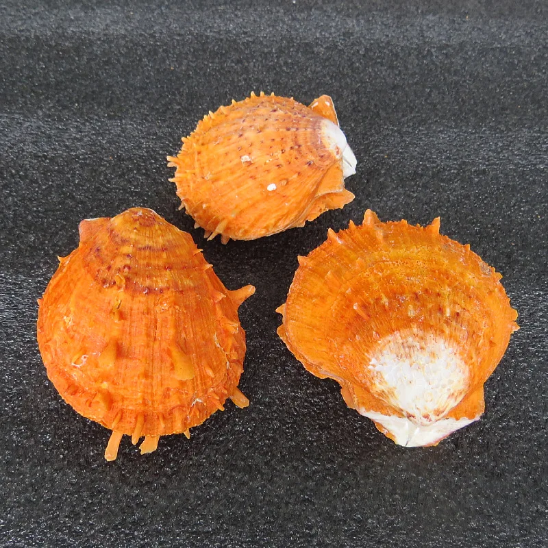 4-7cm 자연 가시 굴 조가비 껍질 선물 수족관 장식 크리스마스 장식 오렌지 스폰디 리대 염소 바다 국화