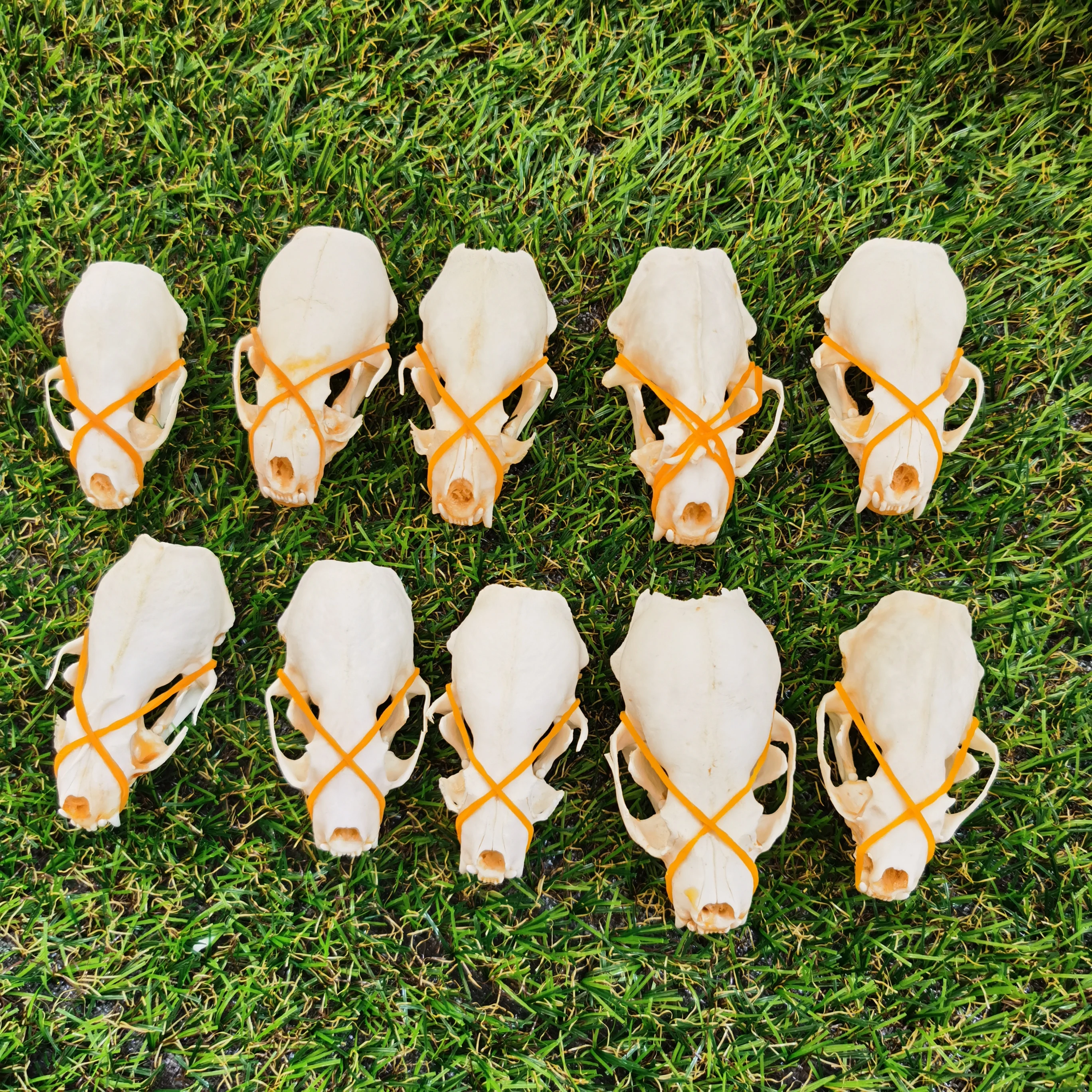 本物のミンクの頭蓋骨/標本コレクション/欠陥スカル/ガーデン、水槽の