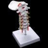 Cervical Vertebra Arteria Spine Spinal Nerves Anatomical Model Anatomy for Science Classroom Study Display Teaching Model 6