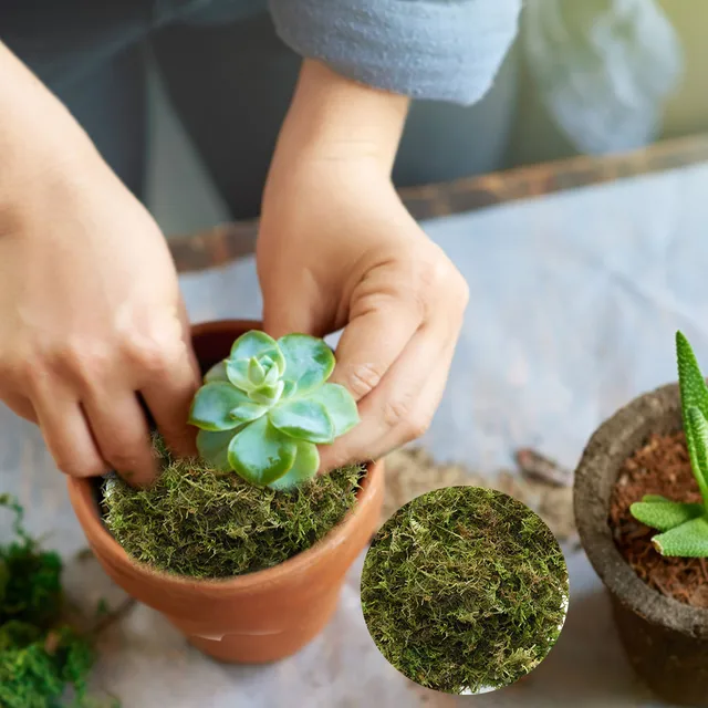 Száraz Sphagnum Mohával Szárított Víz Mohás Természetes Moha Phalaenopsis Dedikált Táplálkozási Orchideák Pozsgás Növényekhez - Image 4