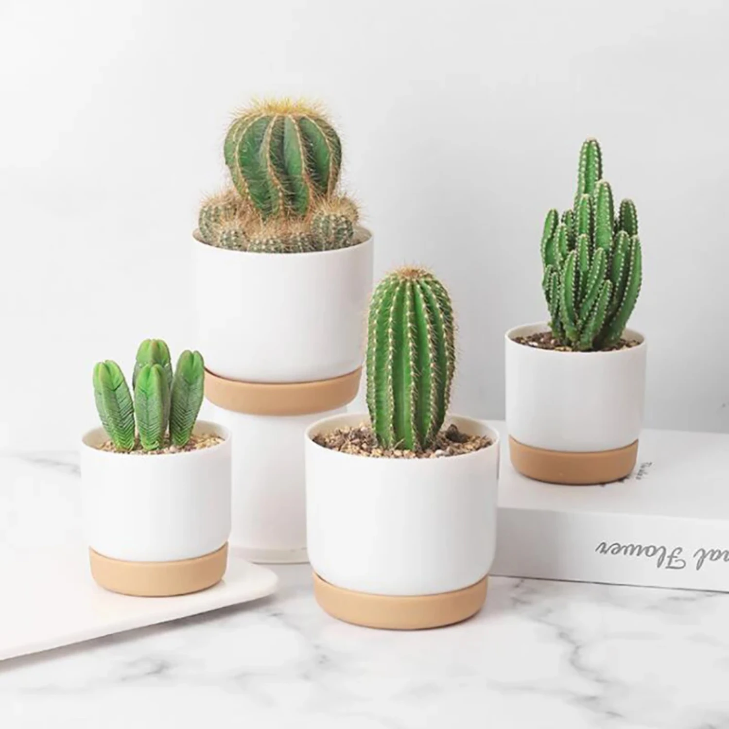 Double-Layer Succulent Pot 2
