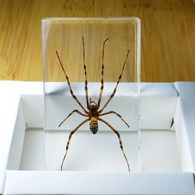 Insect Specimens Real Insects Specimens Resin Wrapped In Variety of Insects Suitable for Science Education Cognitive Children's Room Decoration, insect specimens