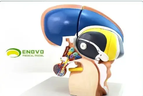 

Human Anatomical Diencephalon Telencephalon Thalamus New Teaching Model