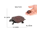 Spiny Turtle