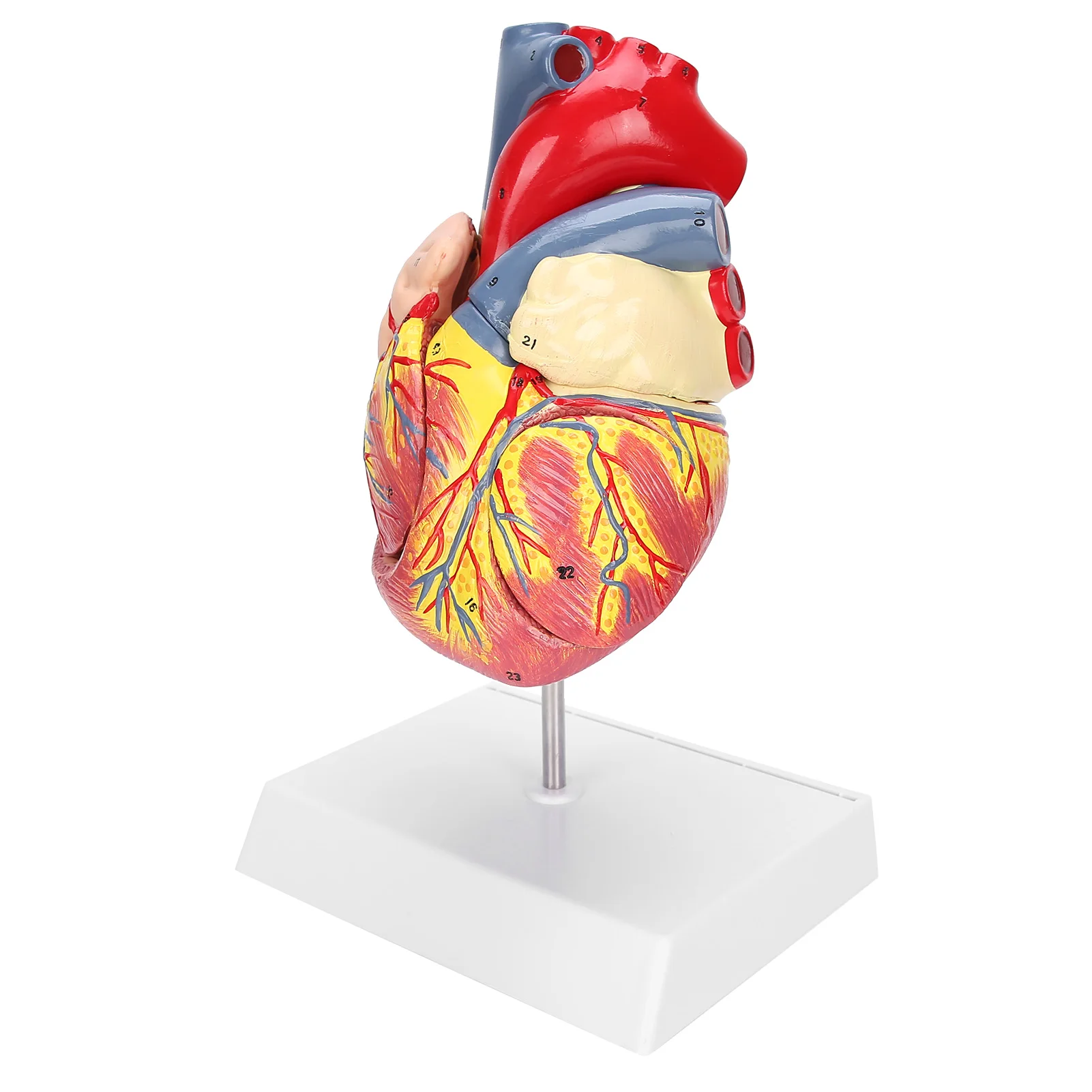 2X Life Size Heart Model Human Heart Teaching Model Simulation Heart Organ Model Heart Model Heart Organ Model Human Heart Model 5