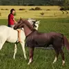 Horse Fly Sheet Reusable Fly Sheet Adjustable Horse Care Sheets UV Protective Horse Fly Sheet Lightweight Breathable Protection 2
