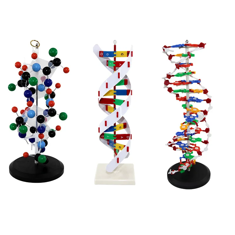 

Qinghua Dna Double Helix Model Biological Gene 60Cm Large Protein Model Teaching Demonstration By School Teachers