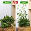 Plant Climbing Wall Clips Vine Buckle Hook Fastener Tied Fixture Buckle Hook Plant Stent Invisible Vine Climbing Fixed Bracket 6
