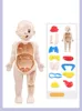 Human organ structure model 14 piece