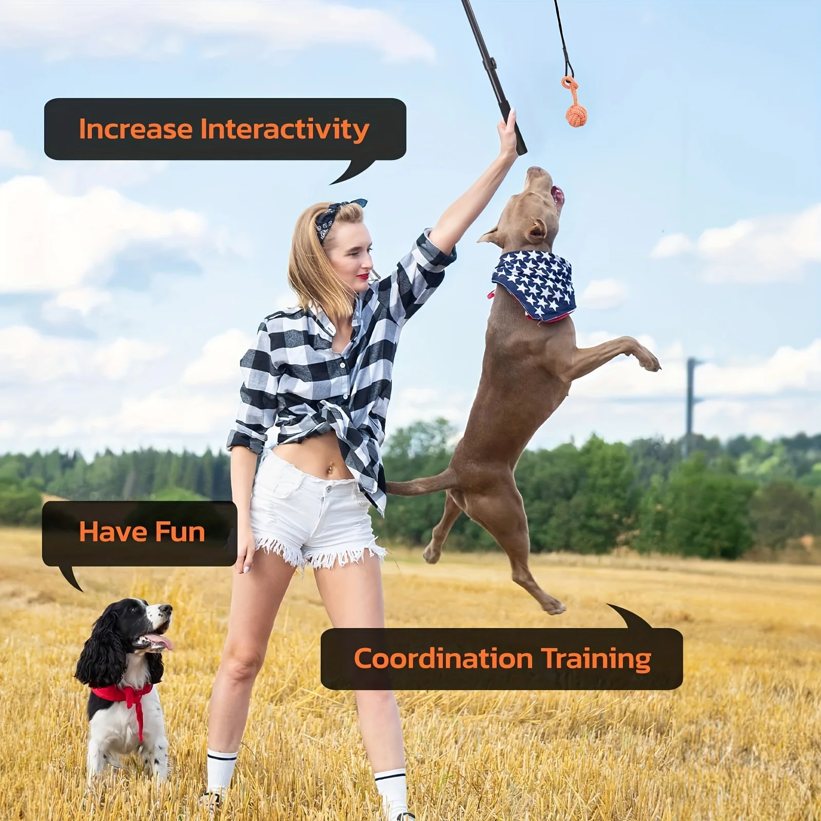 Interactive Dog Flirt Pole 6