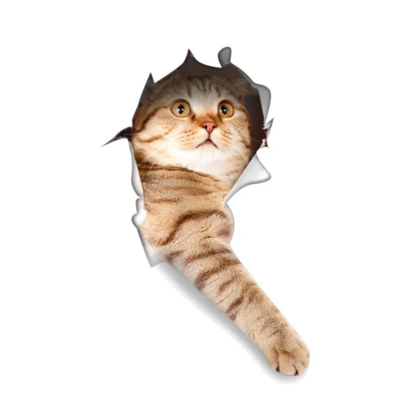 3D cat  Wall Art Stickers Decal Decor Vinyl Poster Mural  removeable Custom DIY Kids gift