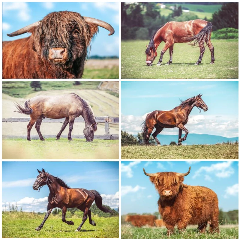 

Modern Animals Highland Cattle Cow Poster Canvas Painting Posters and Print Cuadros Wall Art Picture for Living Room Home Decor