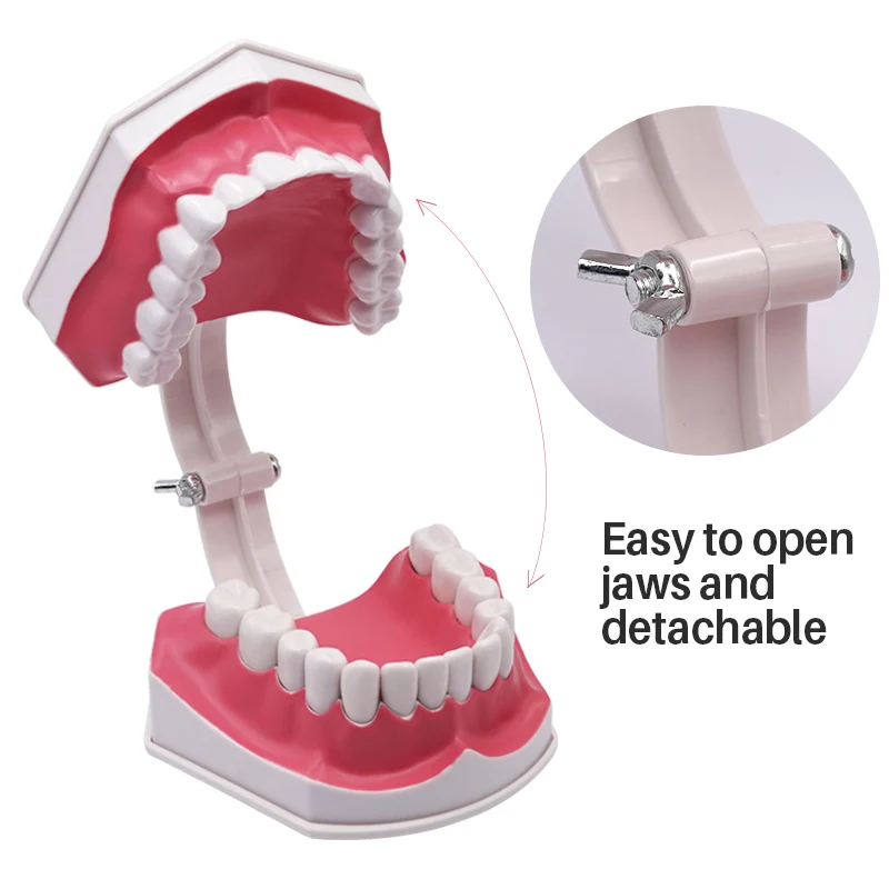 Modello Typodont Didattica Dentale Con Colgate Denti Rimovibili (2 Volte Grandi) 1pz