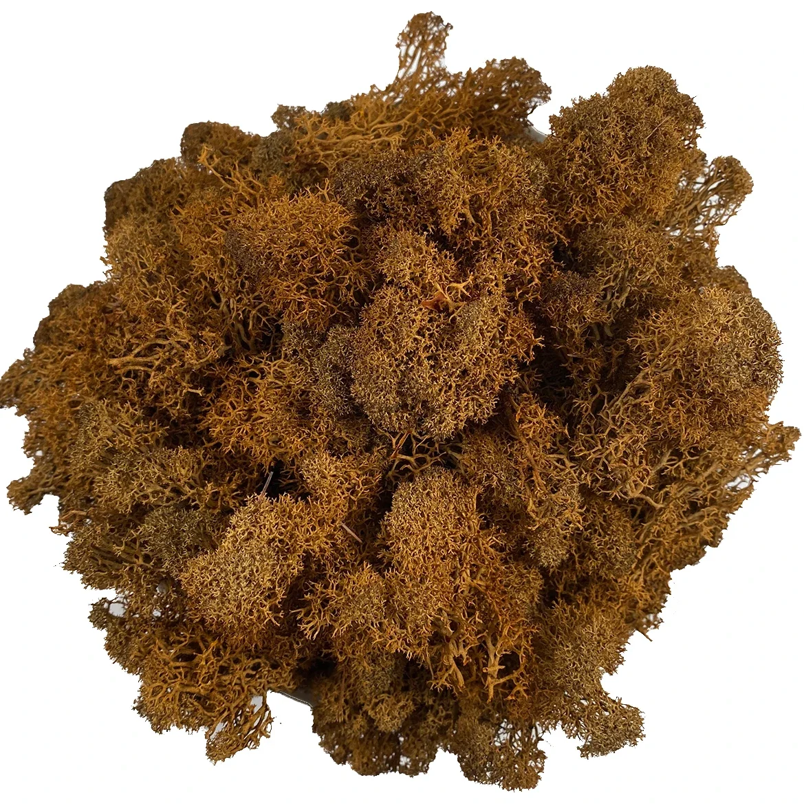 Lush Green Decorative Reindeer Moss for Crafting and Floral Decor