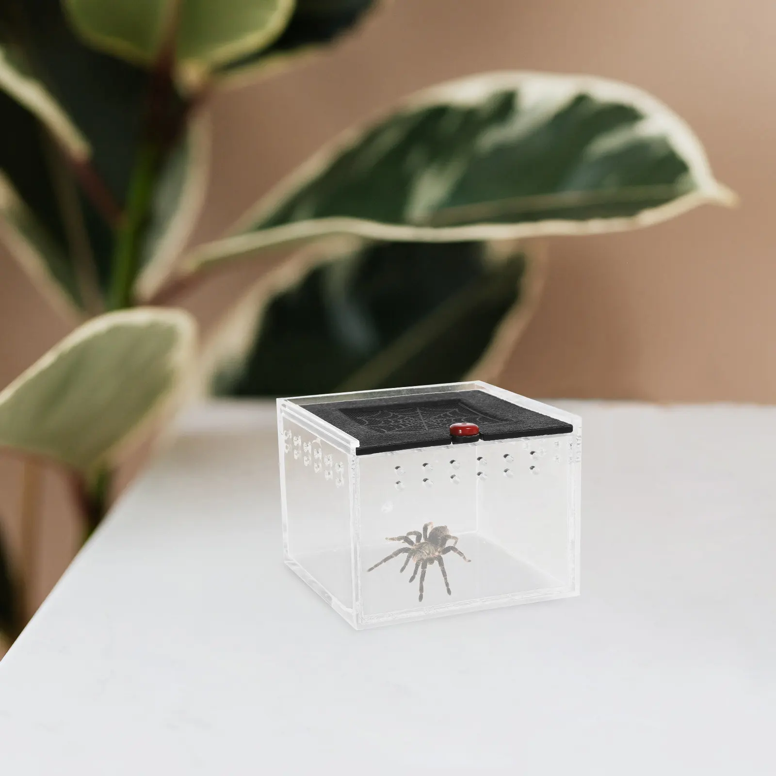 1Pcs 파충류를위한 아크릴 애완 동물 사육 상자 작은 동물 환기 구멍 편안한 환경 거미 전갈 먹이통