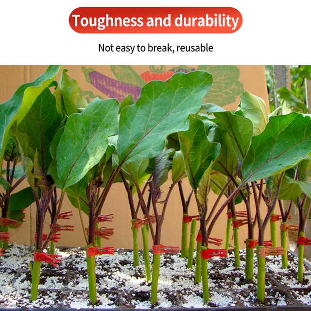 50 db Növényi Oltó Klip Uborka Padlizsán Görögdinnye Műanyag Palánta Bilincs Zöldségtartótámogatás Rögzítése Újrafelhasználható - Image 4