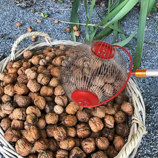 Diógyűjtő Anyaválasztó Gördülő Makk -Válogató Felső Diófélék Dió Gyűjtő Harvester Gyümölcsszedő Teleszkópos Fogantyúval - Image 3