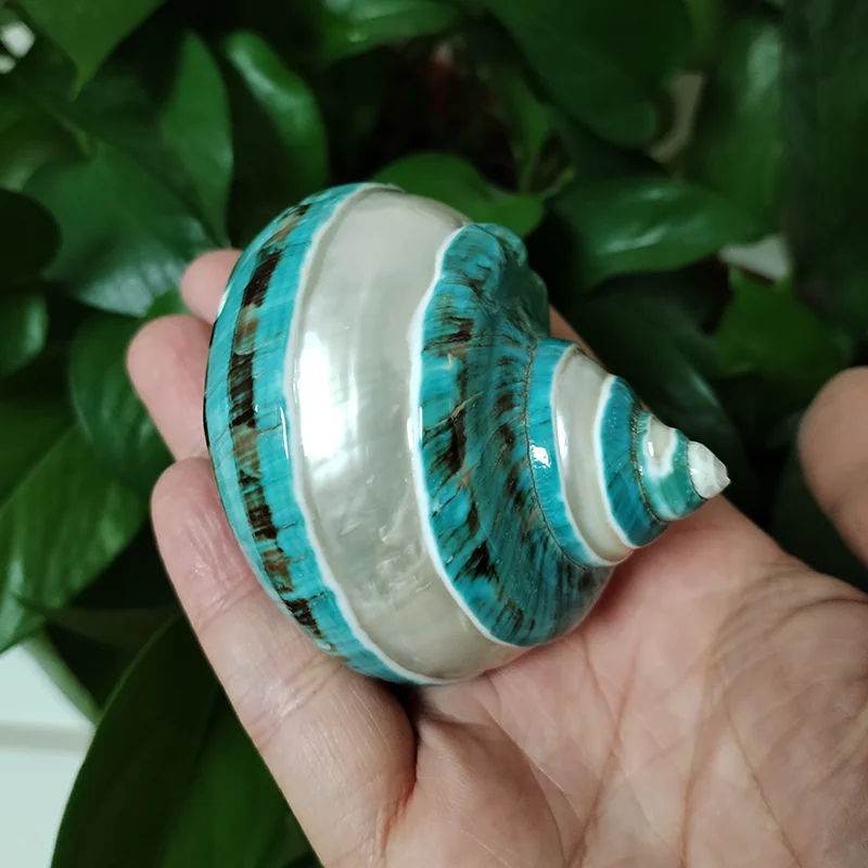Jade Turbo Banded Seashells Turbo Shell Natural Large Hermit Crab Shells 2PC 8-9CM Green Polished DIY Photography Props