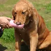 Two-in-one feeding and drinking pet water cup portable travel outdoor drinking fountain dog water cup kettle outdoor supplies 3