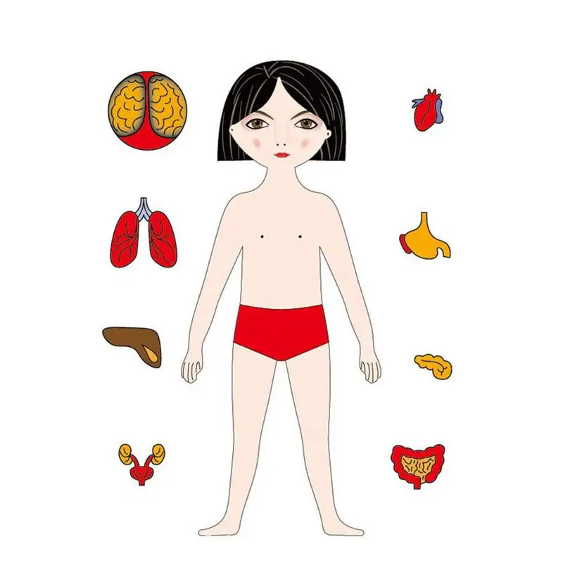

Body Puzzle For Kids Body Parts Organs Puzzle For Kids Wooden Puzzle Toys Girl Anatomy Play Set Educational Learning Preschool