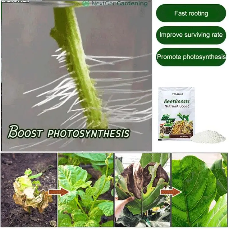 

Plant Hair Root Growth Nutrition Powder Plant Fertilizer Fast Rooting Improves Transplant Survival For Cuttings Powder for Rooti