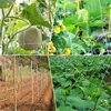 1Pcs Multi Use Plant Trellis Netting Heavy-Duty Polyester Plant Support Vine Climbing Hydroponics Garden Net Accessories 2