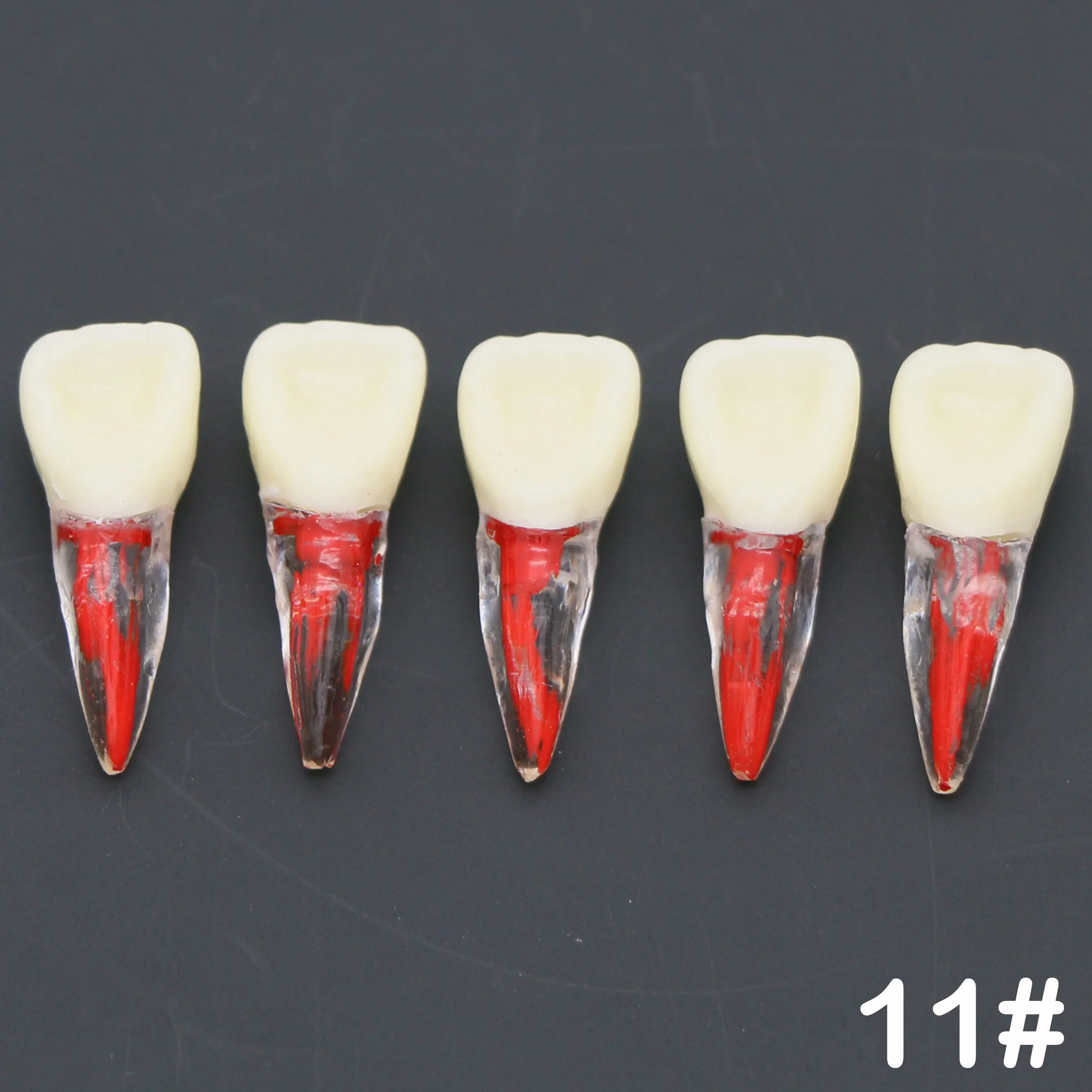 

5Pcs Dental Endodontic Root Canal RCT Practice Pulp Cavity Endo Teeth Tooth 11#