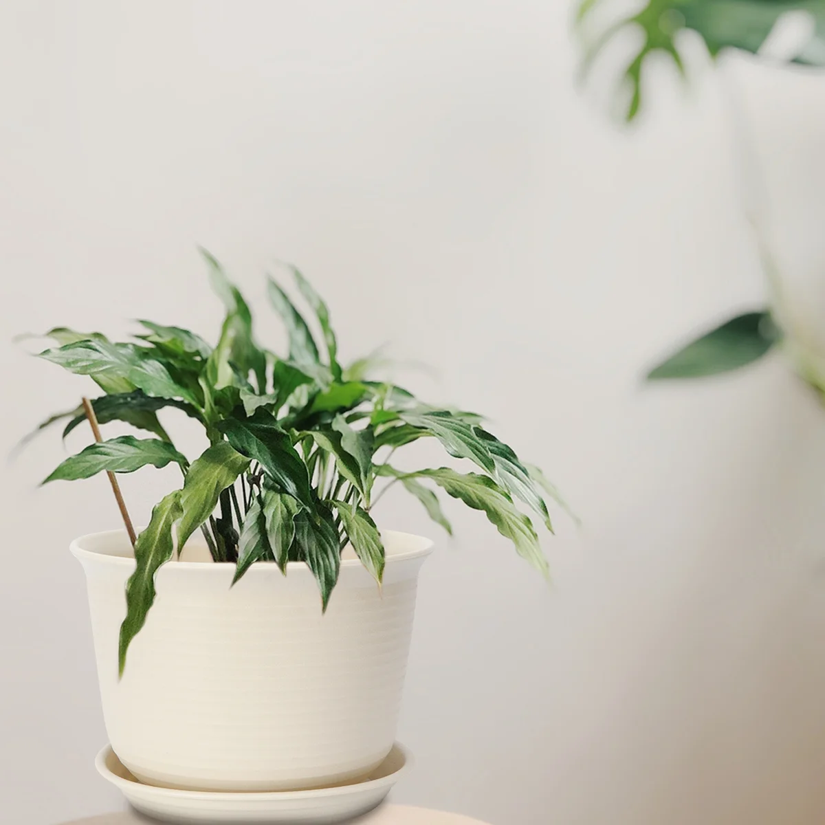 

Greenery Decor Large Flower Pots Orchid Plant Imitation Ceramic Succulents Plants for Indoor