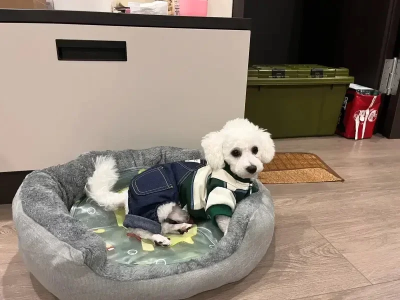 Dog bed with toy