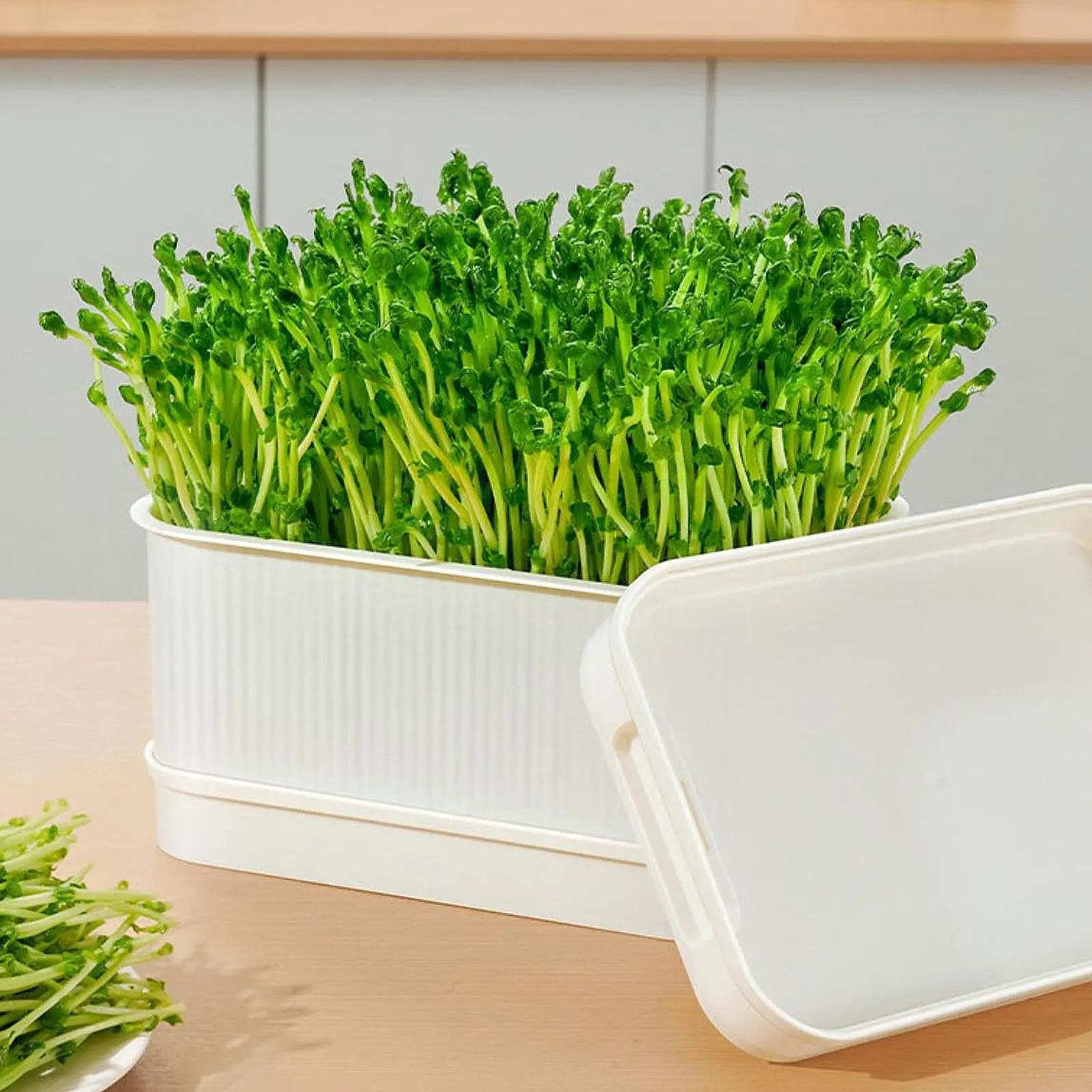 Seed Sprouts Tray Nursery Tray Saving Space Mini Greenhouse Germination Kits for Sprout Planting Container Green Growing seed starter tray seedling tray sprout growing kit