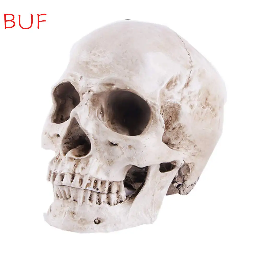 

Resin Medical Anatomical Skull Model Life Size Replica Realistic Human Skull Head Bone Model Halloween Decor